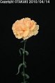 Dianthus Mambo